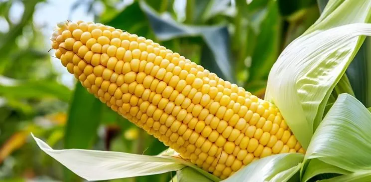 Corn
