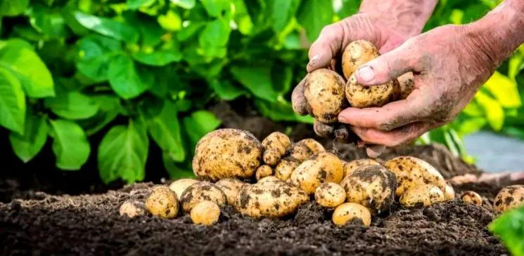 Potato