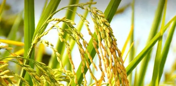Rice
