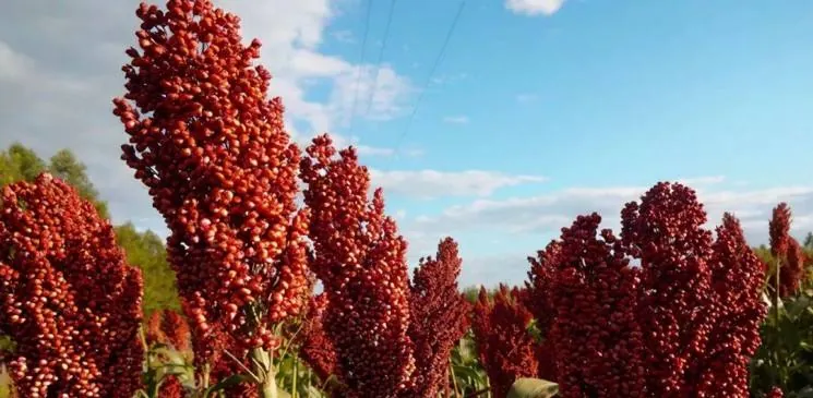 Sorghum