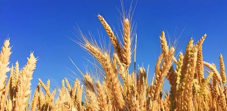 Wheat