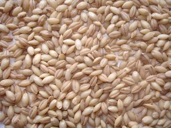 Malt