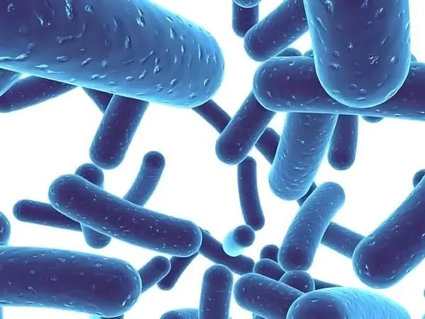 Probiotics